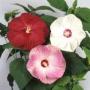 Seminte profesionale Hibiscus moscheotus - Hibiscus - imagine 49366